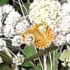 Argynnis paphia
