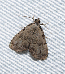 Dyspyralis puncticosta