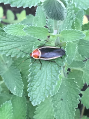 Pseudomops septentrionalis