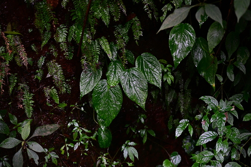 Pinellia integrifolia