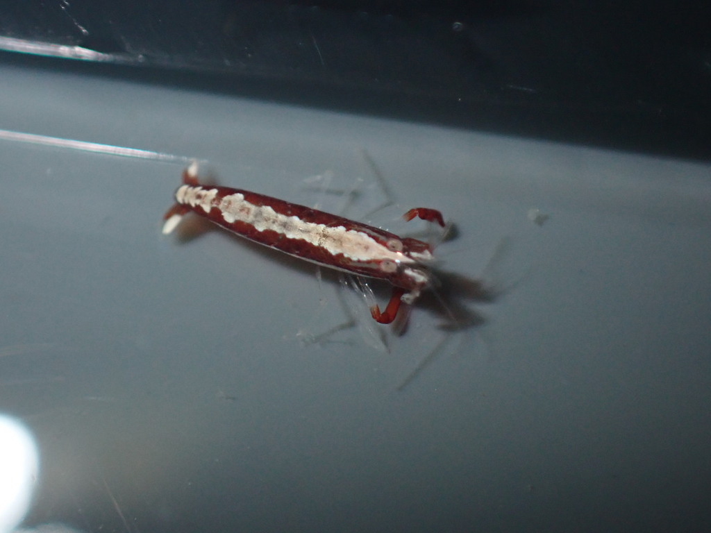 Narrow snapping shrimp