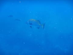 Ephippidae
