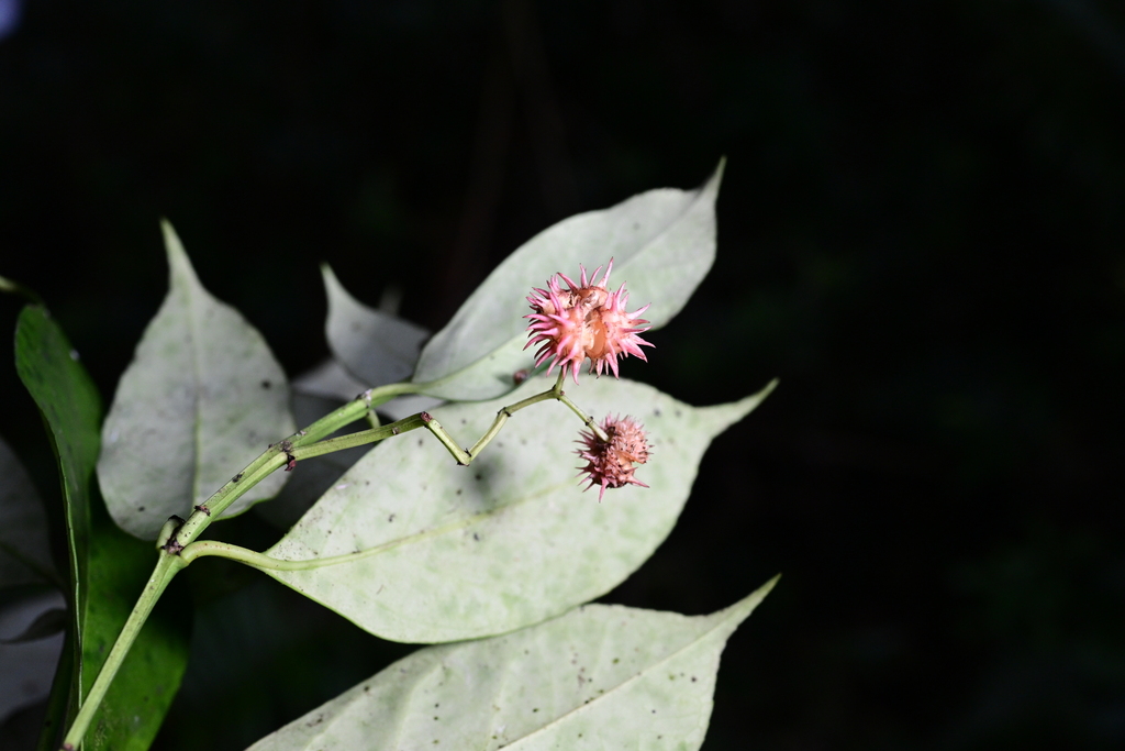 Euonymus actinocarpus