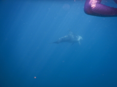 Tursiops aduncus
