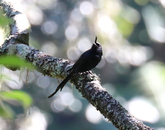 Dicrurus forficatus potior