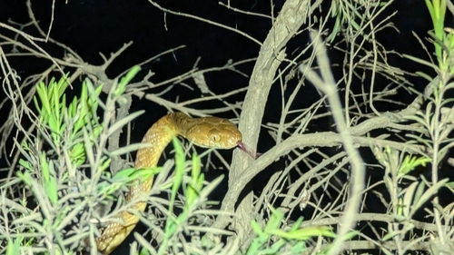 Brown Tree Snake sighting