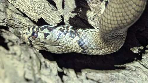 Pale-headed Snake sighting
