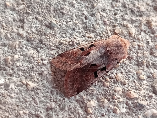 Hebrew Character