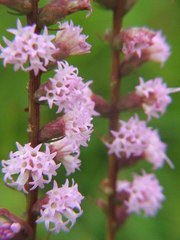 Liatris spicata