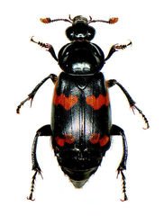 Nicrophorus sayi