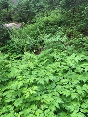 Actaea laciniata