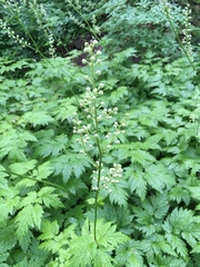 Actaea laciniata