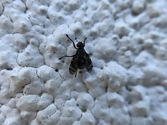 Platystoma