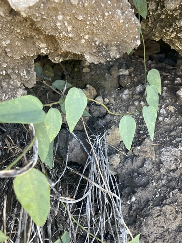 Cocculus orbiculatus observed 2025-03-13
