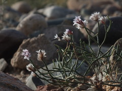 Limonium hoeltzeri