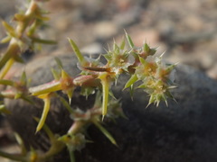 Salsoleae
