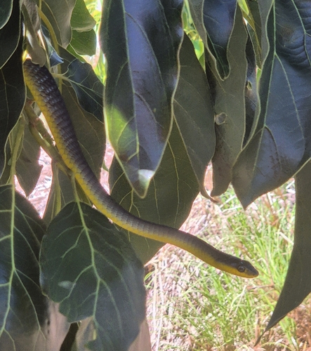 Common Tree Snake sighting