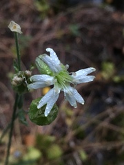 Silene douglasii