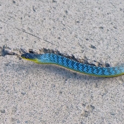 Common Tree Snake sighting