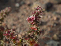 Salsoleae