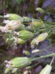 Silene douglasii