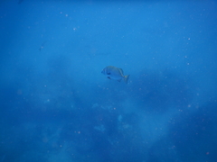 Ephippidae