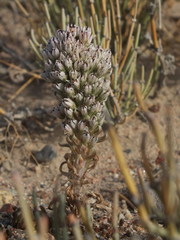 Orostachys thyrsiflora