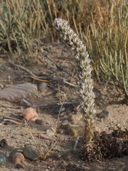 Orostachys thyrsiflora