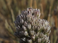 Orostachys thyrsiflora