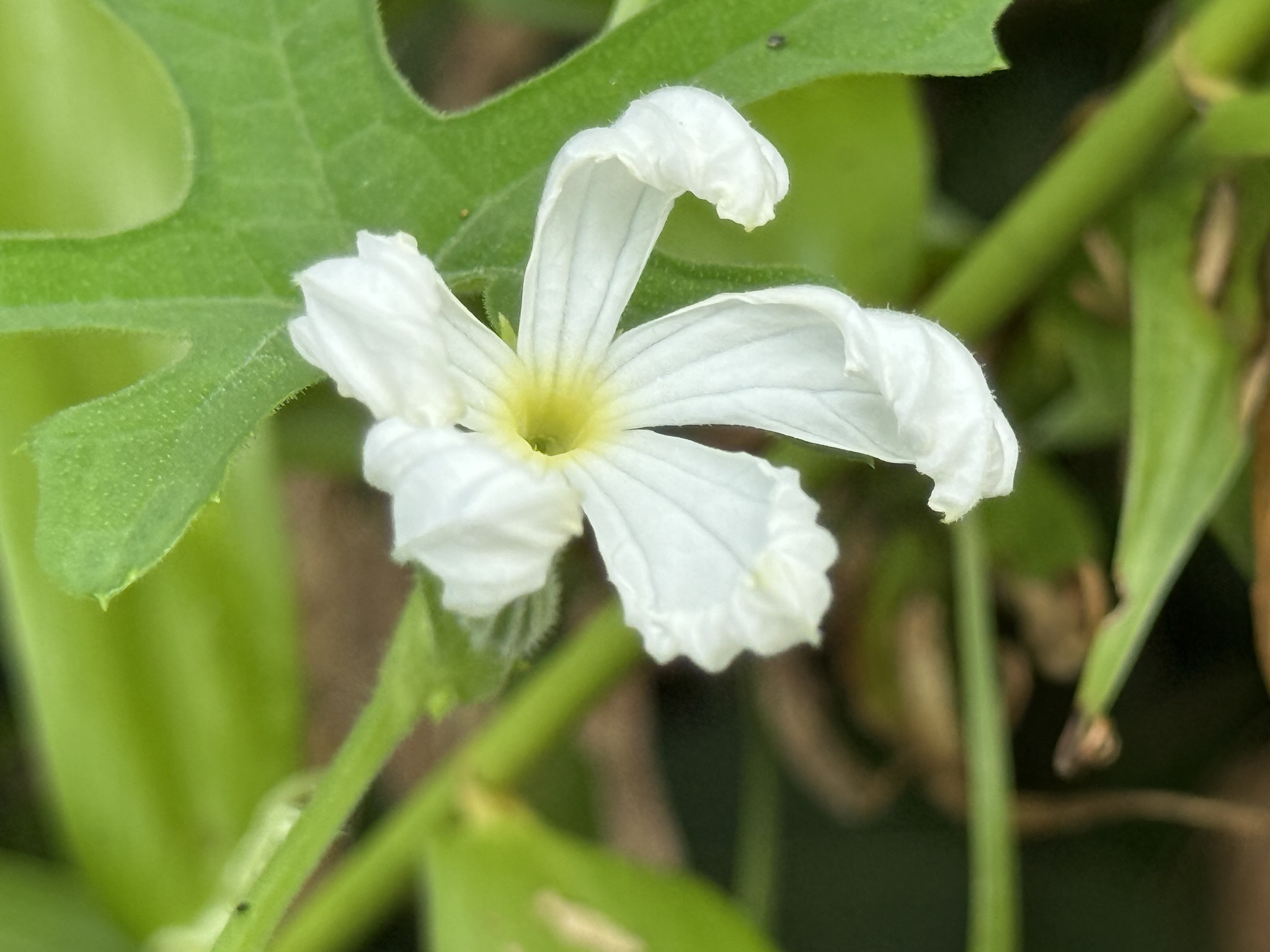 Trichosanthes costata — ảnh 3