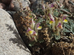Scutellaria przewalskii