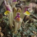 Scutellaria przewalskii - Photo (c) Matthieu Gauvain, some rights reserved (CC BY-NC), uploaded by Matthieu Gauvain