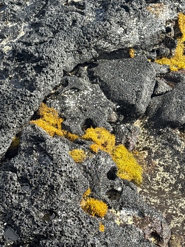Ahnfeltiopsis observed 2025-03-13