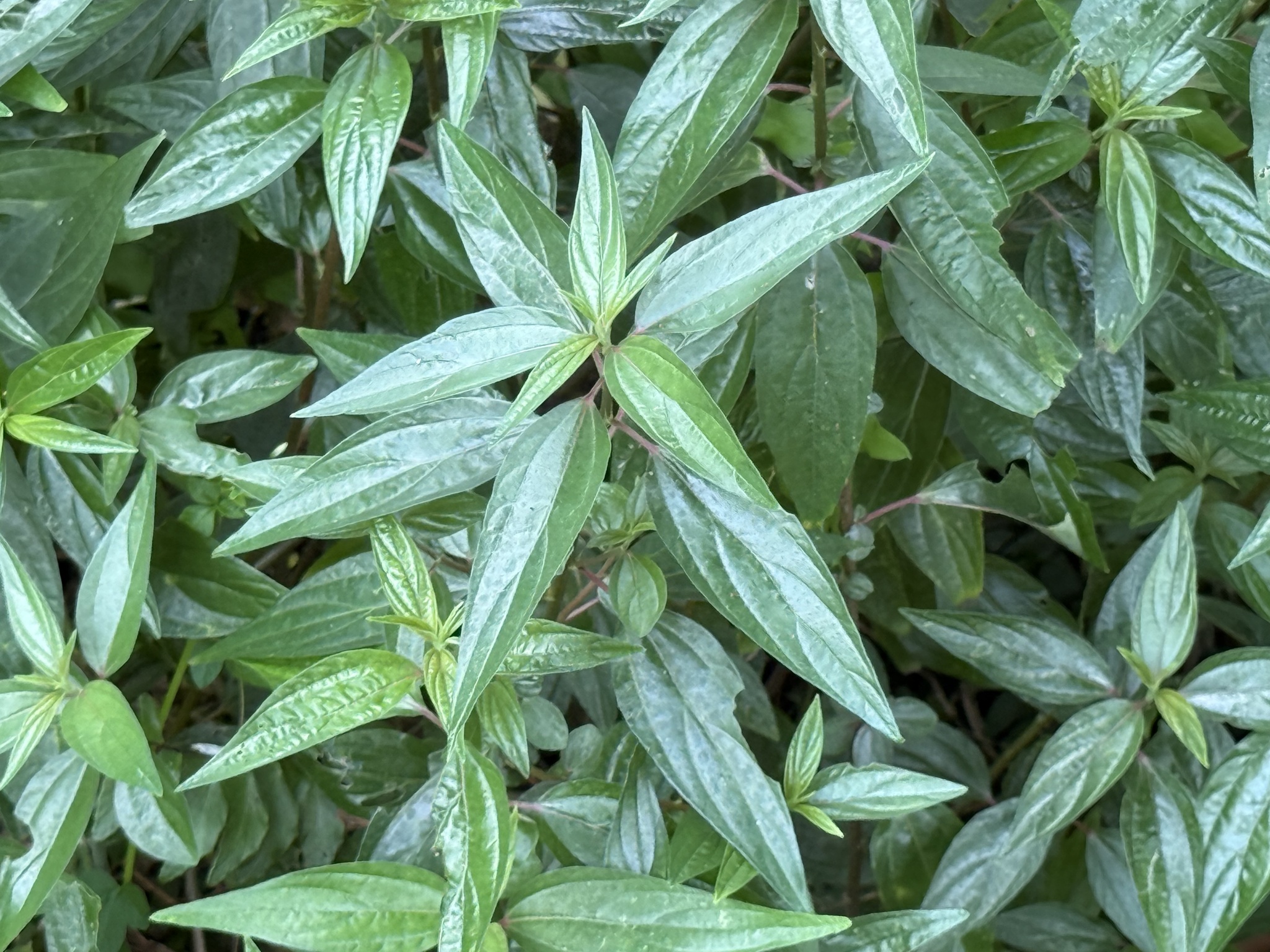 Pouzolzia zeylanica (Pouzolzia zeylanica)