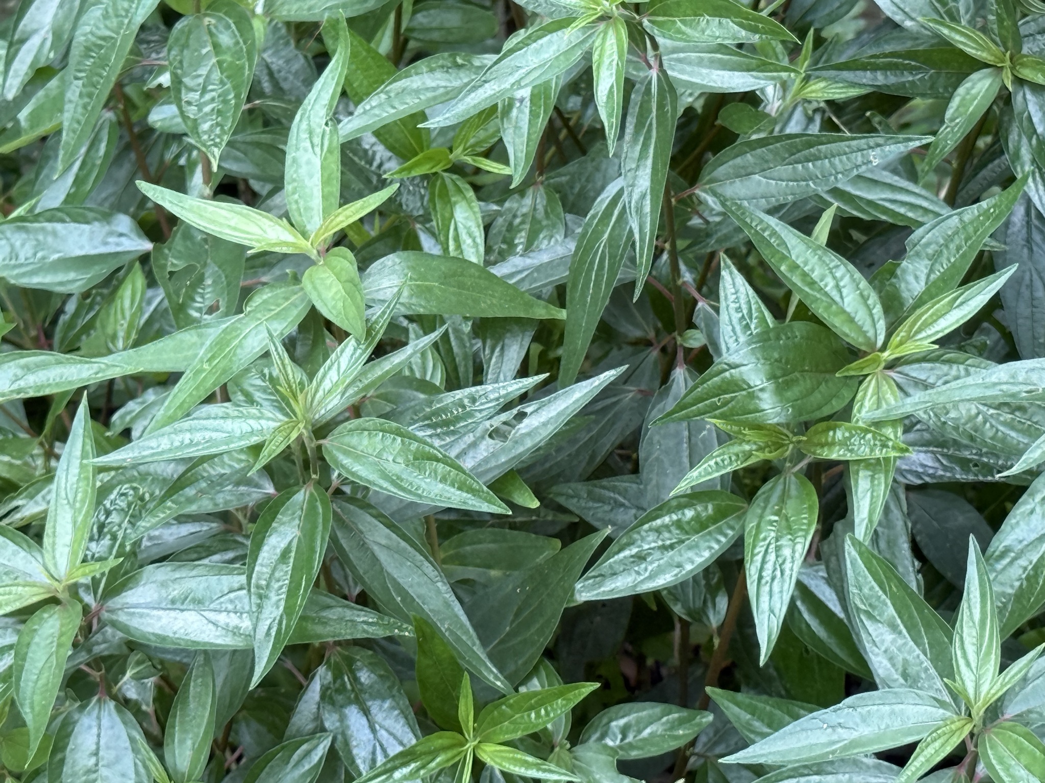 Pouzolzia zeylanica — ảnh 2
