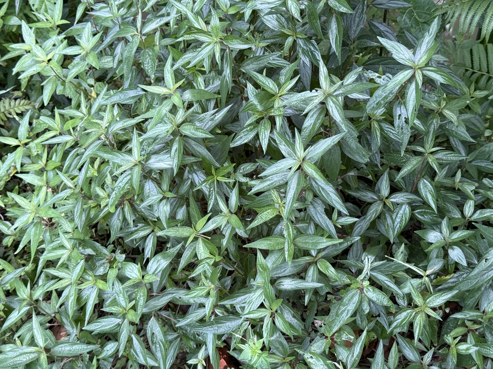 Pouzolzia zeylanica — ảnh 3