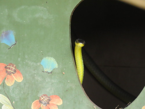 Common Tree Snake sighting