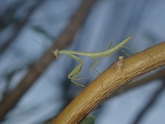 Mantidae