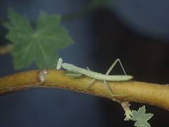 Mantidae