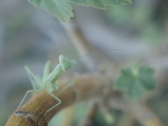 Mantidae
