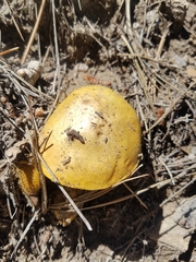 Butyriboletus
