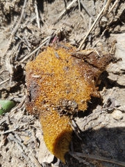 Butyriboletus