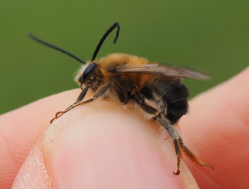 Eucera numida