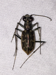 Ellipsoptera marginata