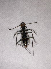 Ellipsoptera marginata