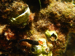 Helcogramma