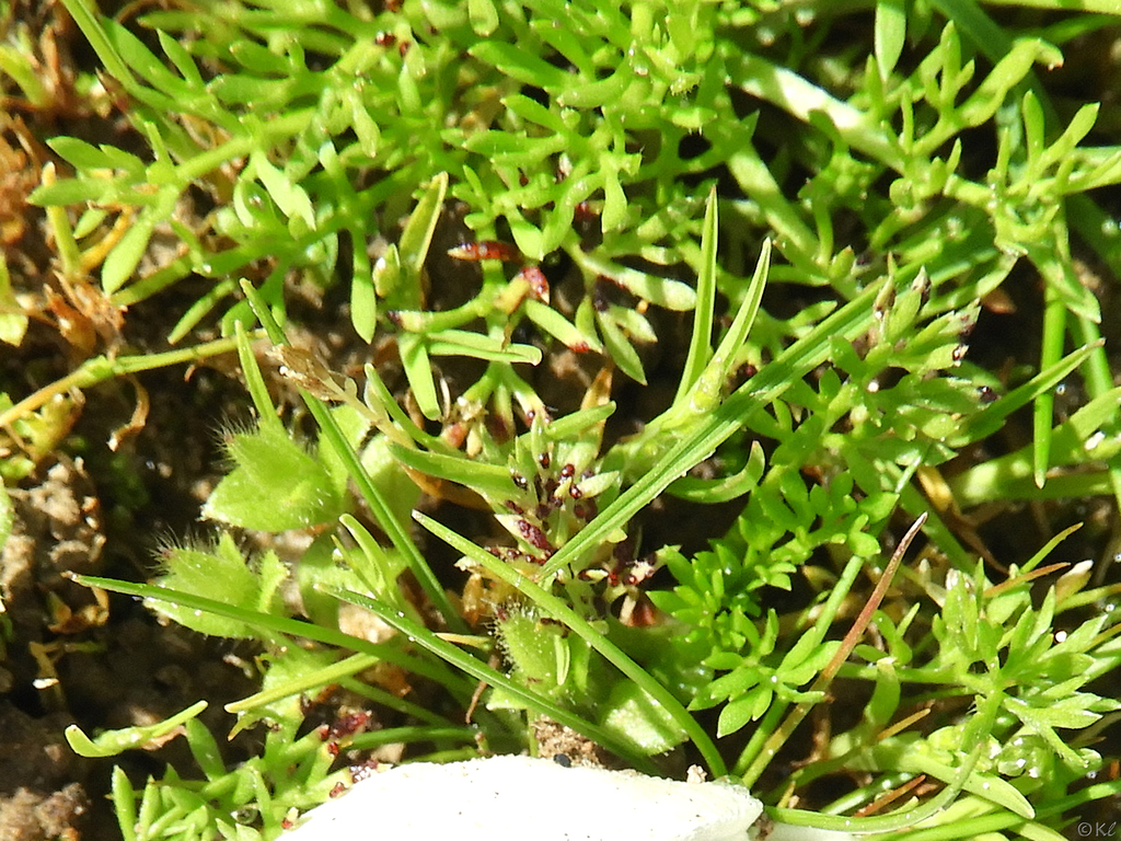 Synchytrium salviae
