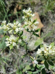 Oligogonum