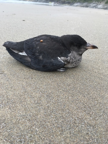Rhinoceros Auklet