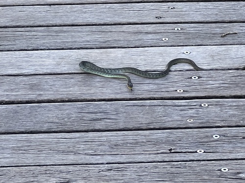 Common Tree Snake sighting